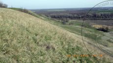 Stipa-pennata_Кубань_стация_2